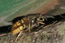 06-3512 Common Wasp (Vespula vulgaris) Queen Emerging from Hibernation